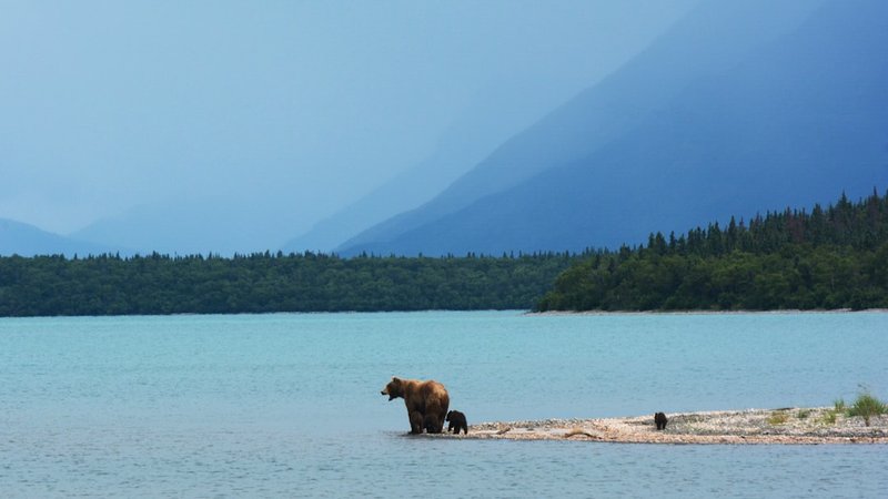 What Saved a Hunter Mauled by a Brown Bear Near Deadhorse This Month