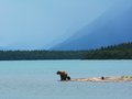 What Saved a Hunter Mauled by a Brown Bear Near Deadhorse This Month