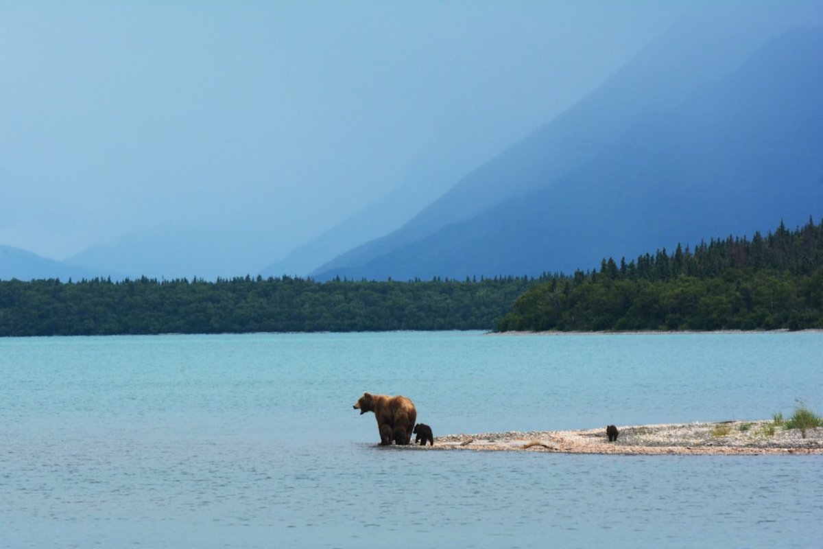 What Saved a Hunter Mauled by a Brown Bear Near Deadhorse This Month