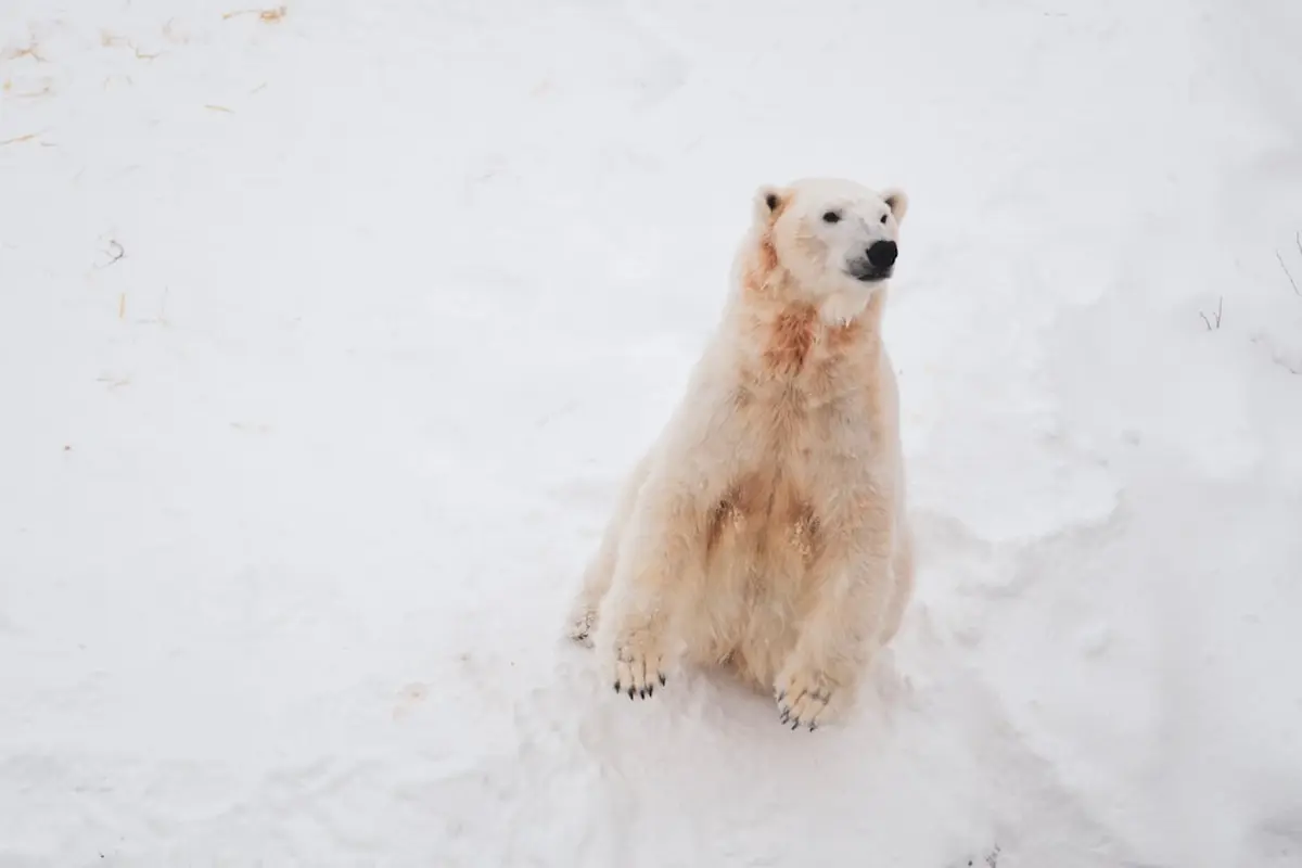 7 Best Arctic Wildlife Viewing Spots