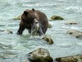 Fat Bear Week 2026 Arrives With More Cubs at Brooks Falls Than Anyone's Seen in Years