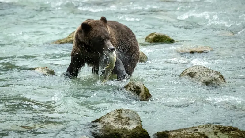Fat Bear Week 2026 Arrives With More Cubs at Brooks Falls Than Anyone's Seen in Years