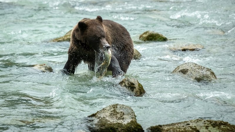 Fat Bear Week 2026 Arrives With More Cubs at Brooks Falls Than Anyone's Seen in Years