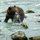 Fat Bear Week 2026 Arrives With More Cubs at Brooks Falls Than Anyone's Seen in Years