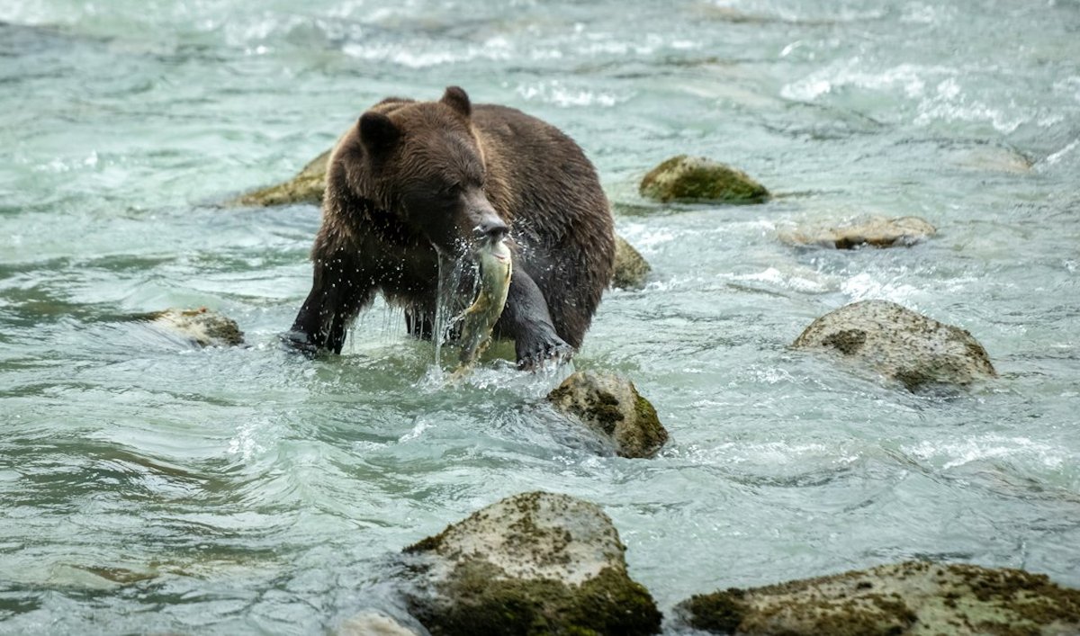 Fat Bear Week 2026 Arrives With More Cubs at Brooks Falls Than Anyone's Seen in Years