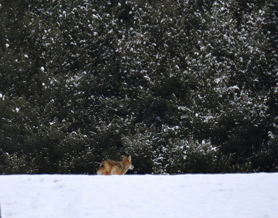 Arctic fox in winter coat sitting calmly in snowy landscape, showing relaxed body posture indicating animal was not disturbed by photographer