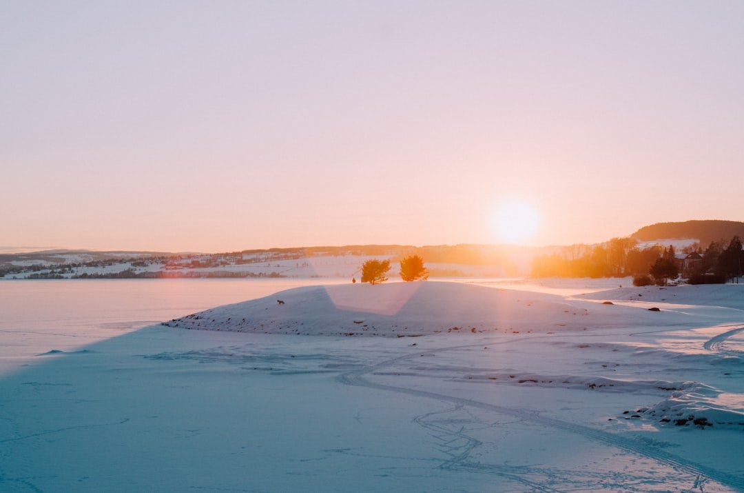 Polar bear walking on Arctic sea ice at sunset with orange sky reflected on snow