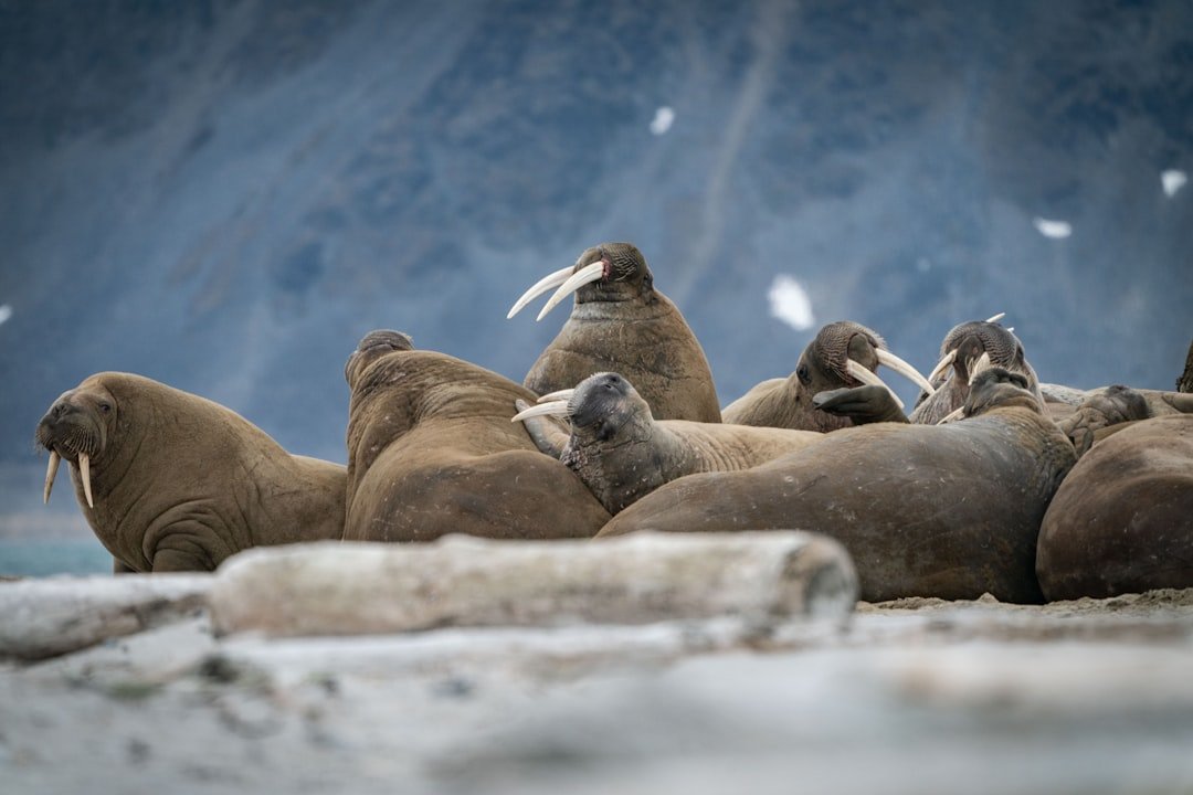 Large group of walruses hauled out on rocky Arctic beach with tusks visible