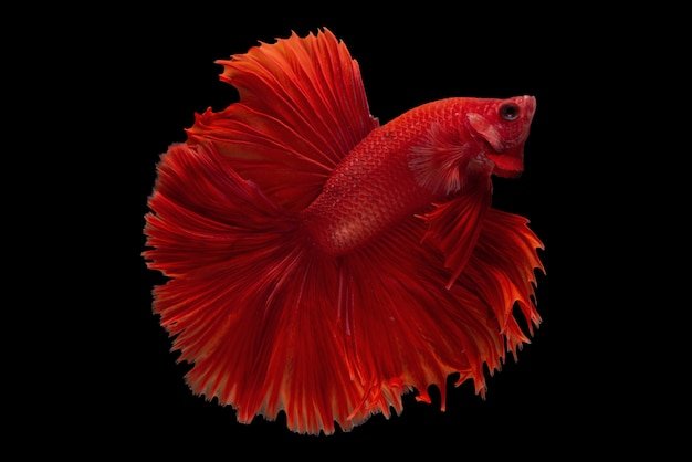 How to Spot the Signs of Pregnancy in a Female Betta Fish?‍